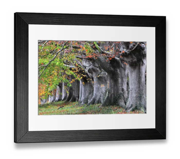 Framed Print : Mature Beech (Fagus sylvatica) trees in autumn, near Wimborne, Dorset, England, UK. November Framed Print : Mature Beech (Fagus sylvatica) trees in autumn, near Wimborne, Dorset, England, UK. November