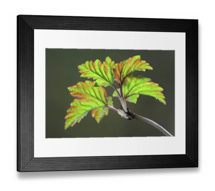 Framed Print : Guelder rose (Viburnum opulus) fresh new growth foliage in spring. Dorset, England, UK. April. Studio shot Framed Print : Guelder rose (Viburnum opulus) fresh new growth foliage in spring. Dorset, England, UK. April. Studio shot