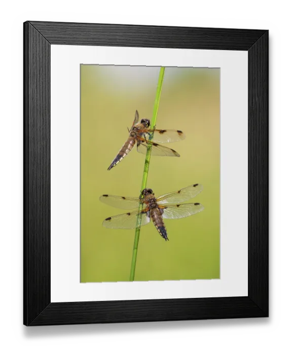 Framed Print : Two Four-spotted chaser dragonflies (Libellula quadrimaculata) roosting on a reed, Ham Wall RSPB Nature Reserve, Somerset Levels, England, UK. June Framed Print : Two Four-spotted chaser dragonflies (Libellula quadrimaculata) roosting on a reed, Ham Wall RSPB Nature Reserve, Somerset Levels, England, UK. June