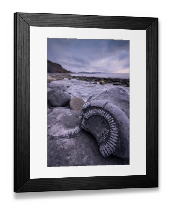 Framed Print : Ammonites at the Fossil Graveyard on beach at Lyme Regis, Jurassic Coast World Heritage Site, Dorset, England, UK. March, 2023