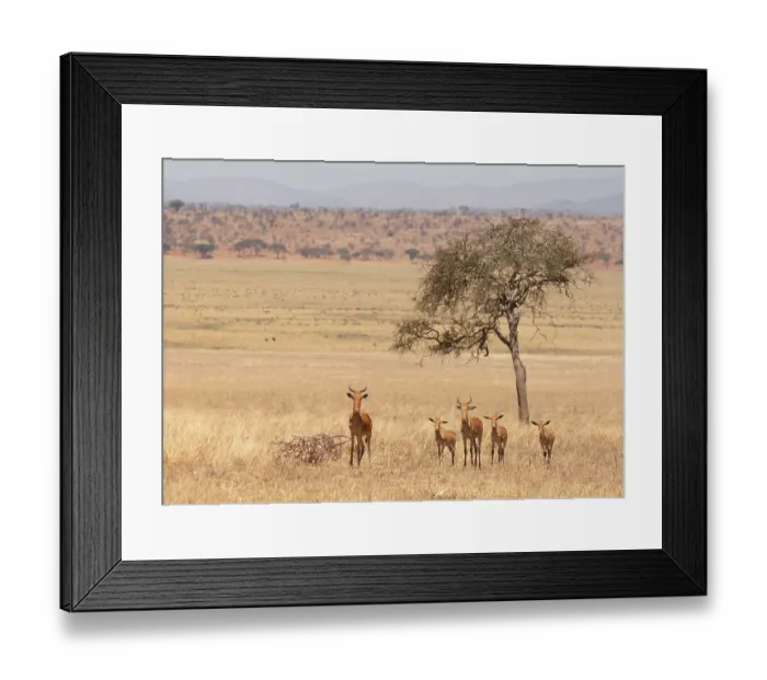 Framed Print : Group of Hartebeests (Alcelaphus buselaphus) standing on savanna grassland, Tarangire National Park, Tanzania
