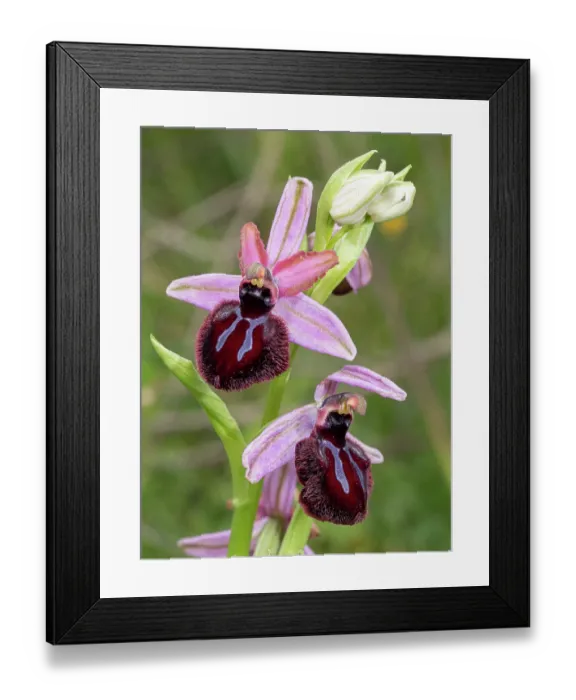 Framed Print : Siponto ophrys (Ophrys sipontensis) in flower, nr. Monte St Angelo, Gargano, Puglia, Italy. April Framed Print : Siponto ophrys (Ophrys sipontensis) in flower, nr. Monte St Angelo, Gargano, Puglia, Italy. April