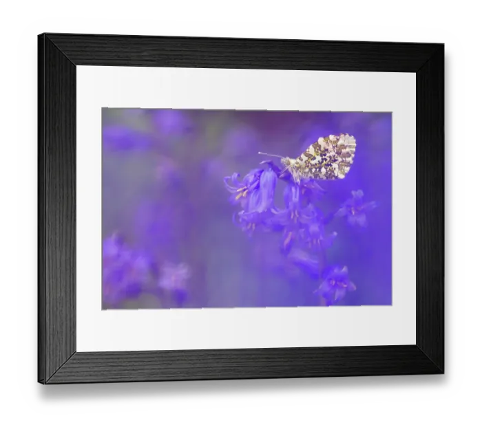 Framed Print : Orange tip butterfly (Anthocharis cardamines) male, resting on Bluebell (Hyacinthoides non-scripta) flower, Boscastle, Cornwall, England, UK. May Framed Print : Orange tip butterfly (Anthocharis cardamines) male, resting on Bluebell (Hyacinthoides non-scripta) flower, Boscastle, Cornwall, England, UK. May