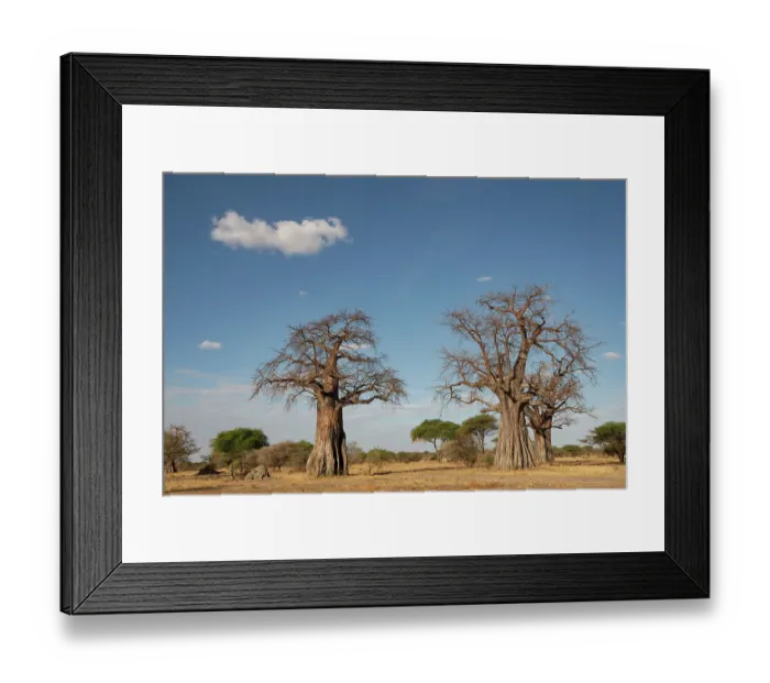 Framed Print : Baobab trees (Adansonia kilima), Tarangire National Park, Tanzania Framed Print : Baobab trees (Adansonia kilima), Tarangire National Park, Tanzania