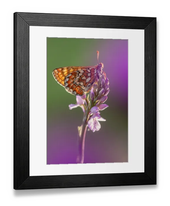 Framed Print : Marsh fritillary butterfly (Euphydryas aurinia) resting on Spotted heath orchid (Dactylorhiza maculata), Dunsdon, near Holsworthy, Devon, England, UK. June Framed Print : Marsh fritillary butterfly (Euphydryas aurinia) resting on Spotted heath orchid (Dactylorhiza maculata), Dunsdon, near Holsworthy, Devon, England, UK. June