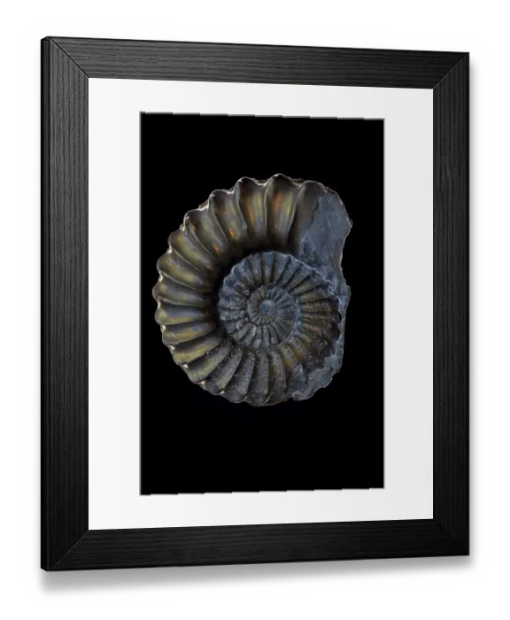 Framed Print : Fossil ammonite (Pleuroceras sp.) pyritized, Jurrasic age, Nuremburg, Germany Framed Print : Fossil ammonite (Pleuroceras sp.) pyritized, Jurrasic age, Nuremburg, Germany