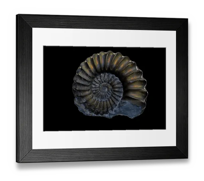Framed Print : Fossil ammonite (Pleuroceras sp.) pyritized, Jurrasic age, Nuremburg, Germany Framed Print : Fossil ammonite (Pleuroceras sp.) pyritized, Jurrasic age, Nuremburg, Germany