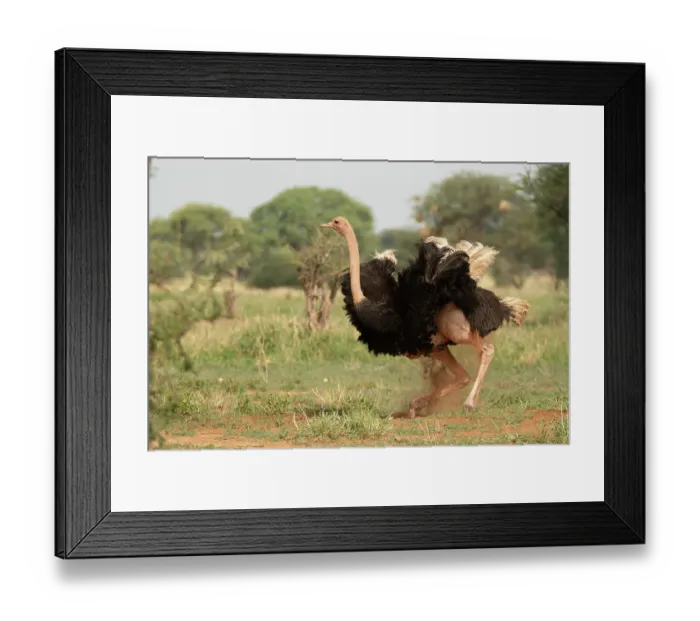 Framed Print : Masai ostrich (Struthio camelus massaicus) male, dust bathing, Tarangire National Park, Tanzania Framed Print : Masai ostrich (Struthio camelus massaicus) male, dust bathing, Tarangire National Park, Tanzania
