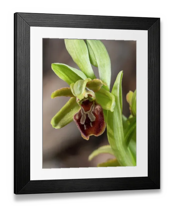 Framed Print : Early spider orchid (Ophrys sphegodes classica) in flower, nr. Piombino, Tuscany, Italy. February Framed Print : Early spider orchid (Ophrys sphegodes classica) in flower, nr. Piombino, Tuscany, Italy. February
