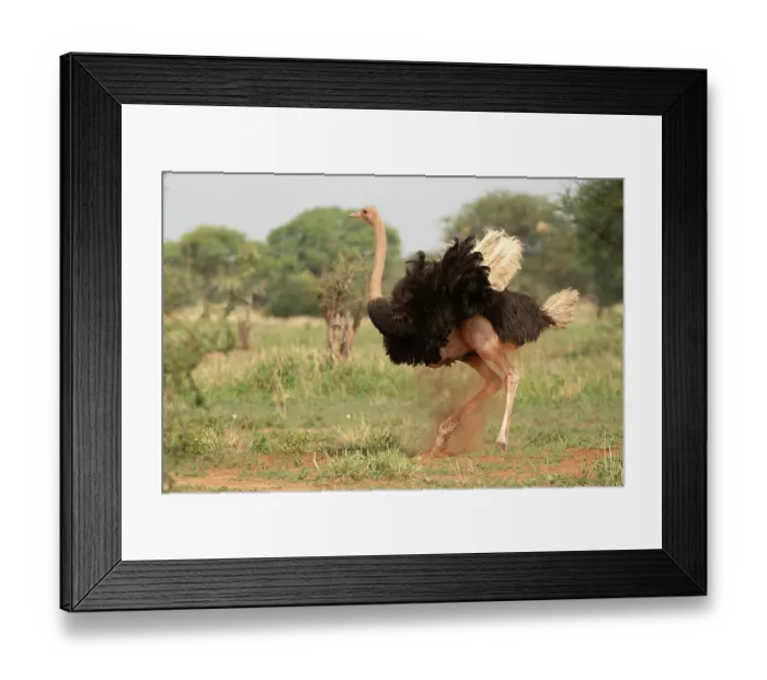 Framed Print : Masai ostrich (Struthio camelus massaicus) male, dust bathing, Tarangire National Park, Tanzania Framed Print : Masai ostrich (Struthio camelus massaicus) male, dust bathing, Tarangire National Park, Tanzania