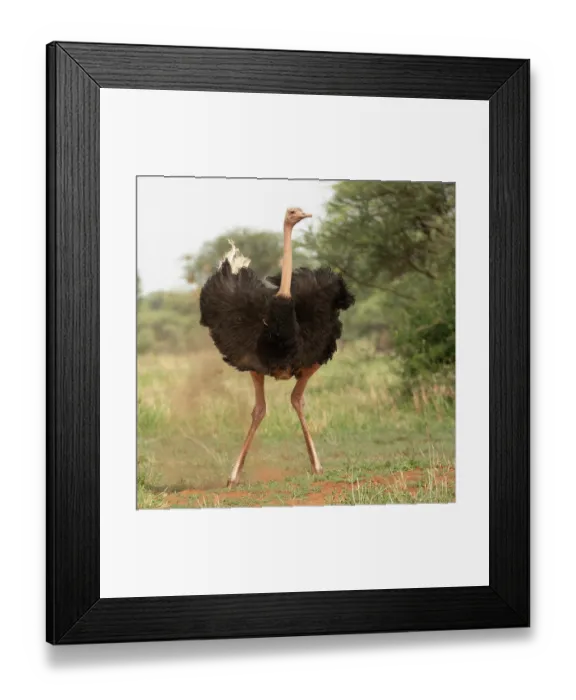 Framed Print : Masai ostrich (Struthio camelus massaicus) male, dust bathing, Tarangire National Park, Tanzania Framed Print : Masai ostrich (Struthio camelus massaicus) male, dust bathing, Tarangire National Park, Tanzania