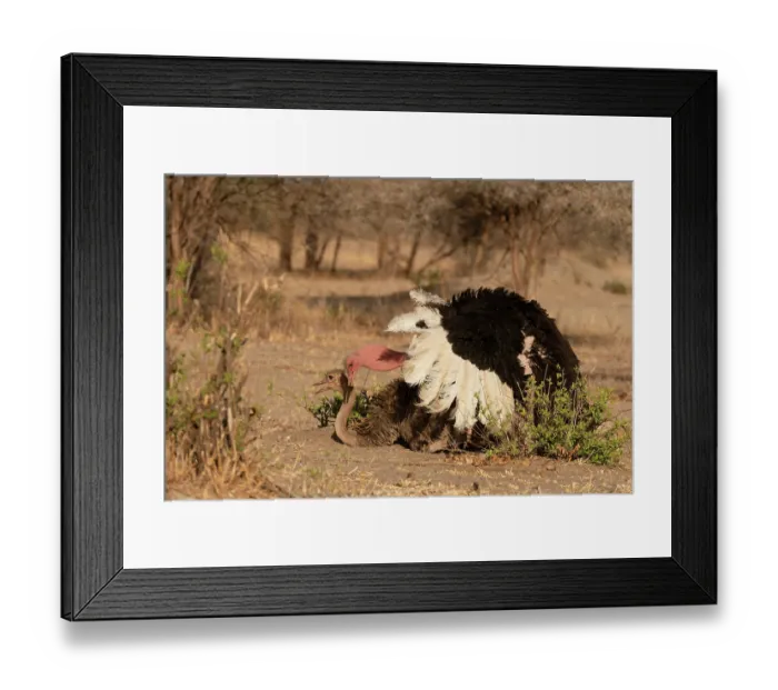 Framed Print : Masai ostriches (Struthio camelus massaicus) pair mating, Tarangire National Park, Tanzania Framed Print : Masai ostriches (Struthio camelus massaicus) pair mating, Tarangire National Park, Tanzania