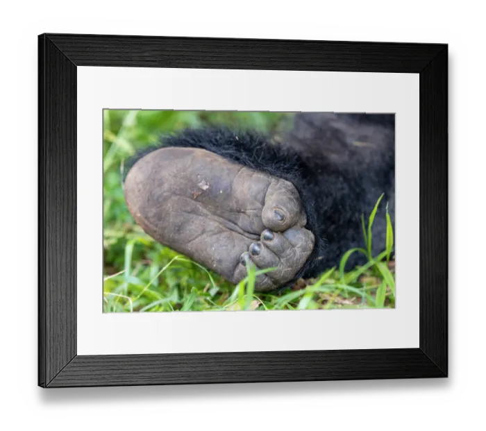 Framed Print : Mountain gorilla (Gorilla beringei beringei) foot, Mgahinga Gorilla National Park, Uganda. Endangered Framed Print : Mountain gorilla (Gorilla beringei beringei) foot, Mgahinga Gorilla National Park, Uganda. Endangered