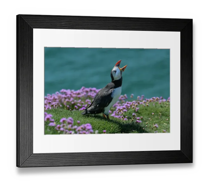 Framed Print : Puffin (Fratercula arctica) calling perched on cliff top among Sea thrift (Armeria maritima), Great Saltee Island, County Wexford, Republic of Ireland. June Framed Print : Puffin (Fratercula arctica) calling perched on cliff top among Sea thrift (Armeria maritima), Great Saltee Island, County Wexford, Republic of Ireland. June