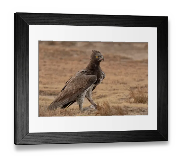 Framed Print : Martial eagle (Polemaetus bellicosus) standing over prey, Serengeti National Park, Tanzania Framed Print : Martial eagle (Polemaetus bellicosus) standing over prey, Serengeti National Park, Tanzania