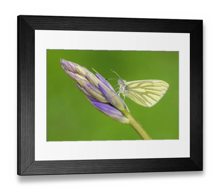 Framed Print : Green-veined white butterfly (Pieris napi) resting on Bluebell (Hyacinthoides non-scripta) flowerhead, Vallency Valley, Boscastle, Cornwall, England, UK. May