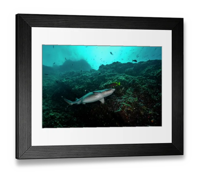 Framed Print : White tip reef shark (Triaenodon obesus) female, probably pregnant, swimming next to rocks, Bat Islands, Costa Rica, Pacific Ocean Framed Print : White tip reef shark (Triaenodon obesus) female, probably pregnant, swimming next to rocks, Bat Islands, Costa Rica, Pacific Ocean