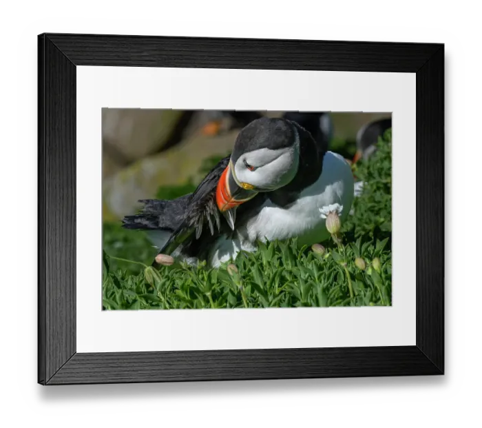 Framed Print : Puffin (Fratercula arctica) preening, Great Saltee Island, County Wexford, Republic of Ireland. June Framed Print : Puffin (Fratercula arctica) preening, Great Saltee Island, County Wexford, Republic of Ireland. June