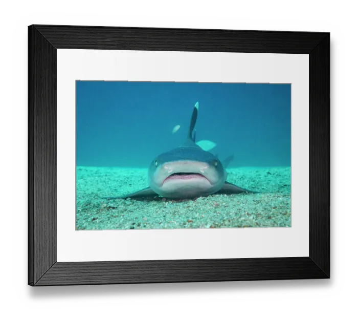 Framed Print : RF - White tip reef shark (Triaenodon obesus) resting on sea floor, Bat Islands, Costa Rica, Pacific Ocean. (This image may be licensed either as rights managed or royalty free.) Framed Print : RF - White tip reef shark (Triaenodon obesus) resting on sea floor, Bat Islands, Costa Rica, Pacific Ocean. (This image may be licensed either as rights managed or royalty free.)