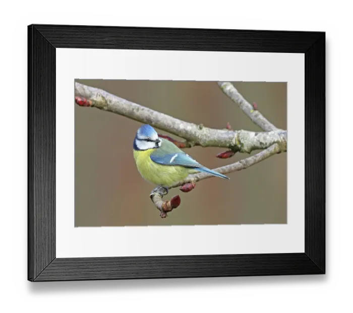 Framed Print : RF - Eurasian blue tit (Cyanistes caeruleus) perched in chestnut tree in early spring, Denmark. March. (This image may be licensed either as rights managed or royalty free.) Framed Print : RF - Eurasian blue tit (Cyanistes caeruleus) perched in chestnut tree in early spring, Denmark. March. (This image may be licensed either as rights managed or royalty free.)