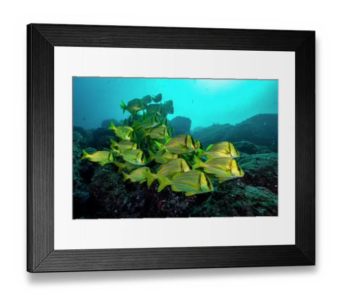Framed Print : RF - Panamic porkfish (Anisotremus taeniatus) school swimming over seabed, Catalinas Islands, Costa Rica, Pacific Ocean Framed Print : RF - Panamic porkfish (Anisotremus taeniatus) school swimming over seabed, Catalinas Islands, Costa Rica, Pacific Ocean