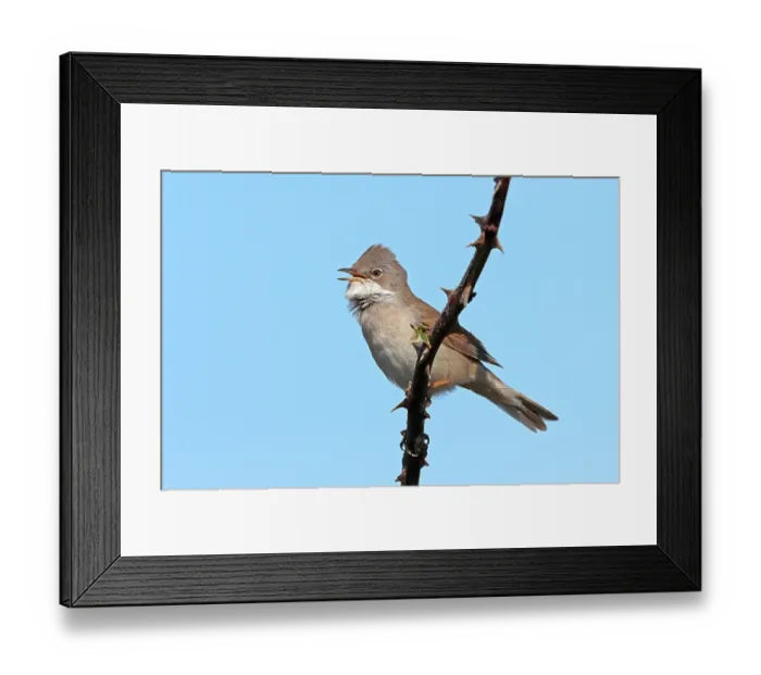 Framed Print : RF - Common whitethroat (Curruca communis) perched on thorny branch singing, Denmark. May. (This image may be licensed either as rights managed or royalty free.) Framed Print : RF - Common whitethroat (Curruca communis) perched on thorny branch singing, Denmark. May. (This image may be licensed either as rights managed or royalty free.)