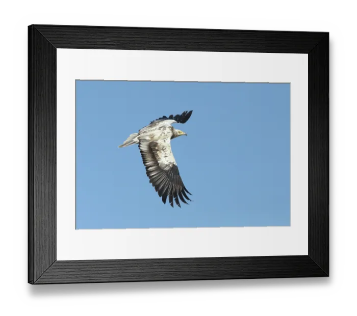 Framed Print : RF - Egyptian vulture (Neophron percnopterus) sub-adult in flight, Oman. Endangered. (This image may be licensed either as rights managed or royalty free.) Framed Print : RF - Egyptian vulture (Neophron percnopterus) sub-adult in flight, Oman. Endangered. (This image may be licensed either as rights managed or royalty free.)