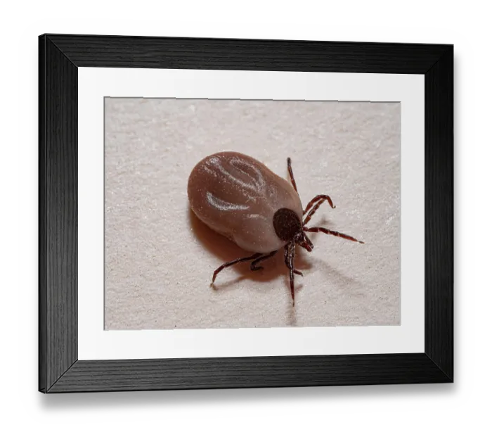 Framed Print : Sheep / Deer tick (Ixodes ricinus) portrait, Podere Montecucco, Orvieoto, Umbria, Italy. November Framed Print : Sheep / Deer tick (Ixodes ricinus) portrait, Podere Montecucco, Orvieoto, Umbria, Italy. November
