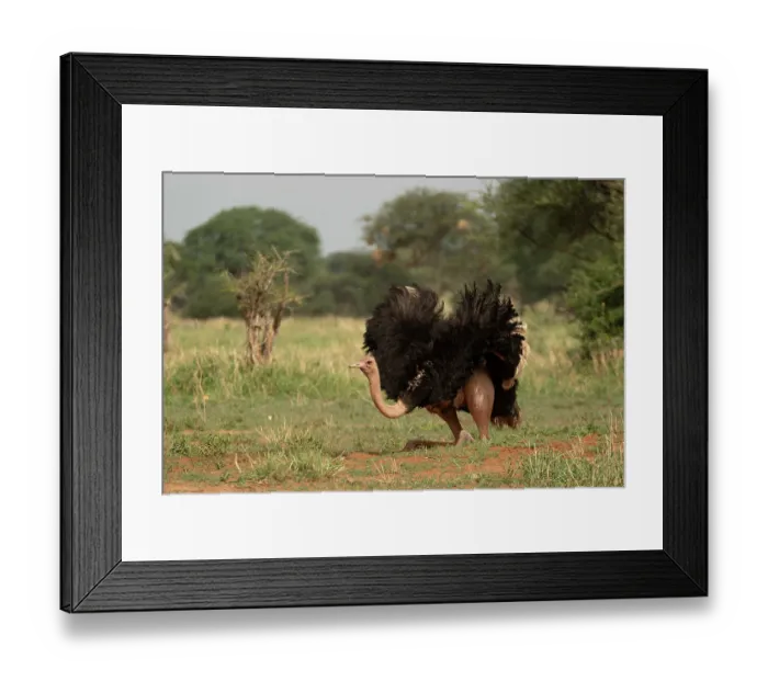 Framed Print : Masai ostrich (Struthio camelus massaicus) male, dust bathing, Tarangire National Park, Tanzania