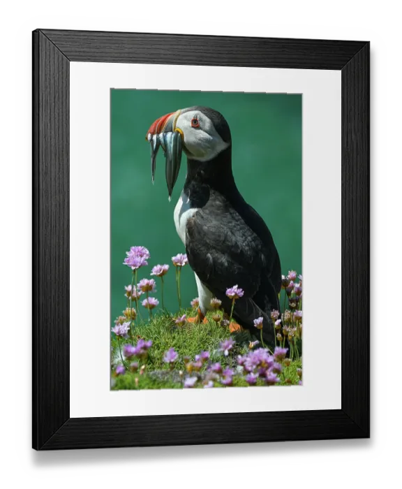 Framed Print : Puffin (Fratercula arctica) perched on cliff top with Sandeels prey in beak, Great Saltee Island, County Wexford, Republic of Ireland. June Framed Print : Puffin (Fratercula arctica) perched on cliff top with Sandeels prey in beak, Great Saltee Island, County Wexford, Republic of Ireland. June