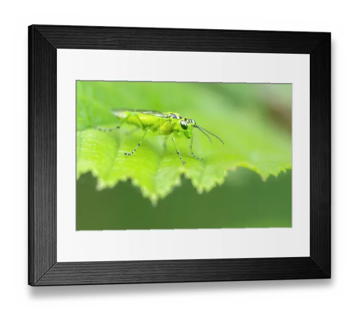 Framed Print : Green sawfly (Rhogogaster viridis) resting on Hazel leaf, Dunsdon, Devon Wildlife Trust, Devon, England, UK. June Framed Print : Green sawfly (Rhogogaster viridis) resting on Hazel leaf, Dunsdon, Devon Wildlife Trust, Devon, England, UK. June