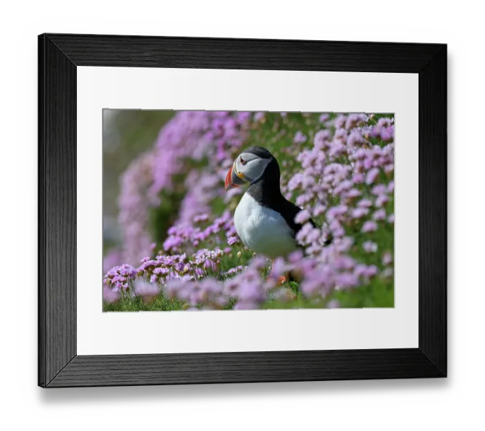 Framed Print : Puffin (Fratercula arctica) perched on cliff among Sea thrift (Armeria maritima), Great Saltee Island, County Wexford, Republic of Ireland. June Framed Print : Puffin (Fratercula arctica) perched on cliff among Sea thrift (Armeria maritima), Great Saltee Island, County Wexford, Republic of Ireland. June