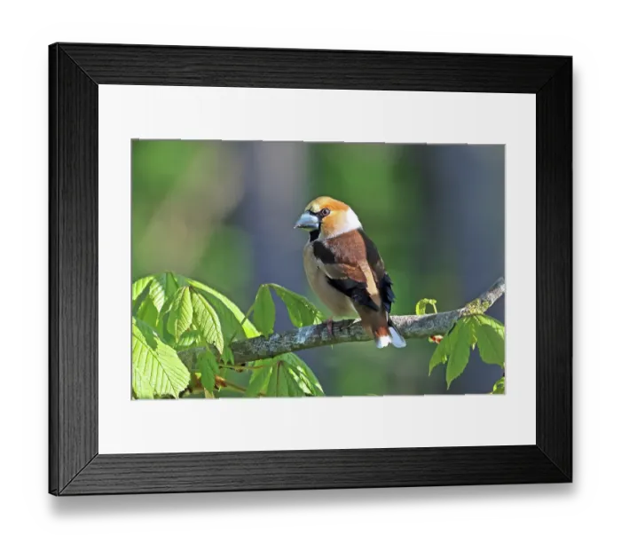 Framed Print : RF - Hawfinch (Coccothraustes coccothraustes) male, perched in Chestnut tree, Denmark. May. (This image may be licensed either as rights managed or royalty free.) Framed Print : RF - Hawfinch (Coccothraustes coccothraustes) male, perched in Chestnut tree, Denmark. May. (This image may be licensed either as rights managed or royalty free.)