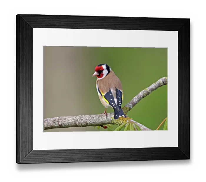 Framed Print : RF - European goldfinch (Carduelis carduelis) perched on branch, Denmark. May. (This image may be licensed either as rights managed or royalty free.) Framed Print : RF - European goldfinch (Carduelis carduelis) perched on branch, Denmark. May. (This image may be licensed either as rights managed or royalty free.)