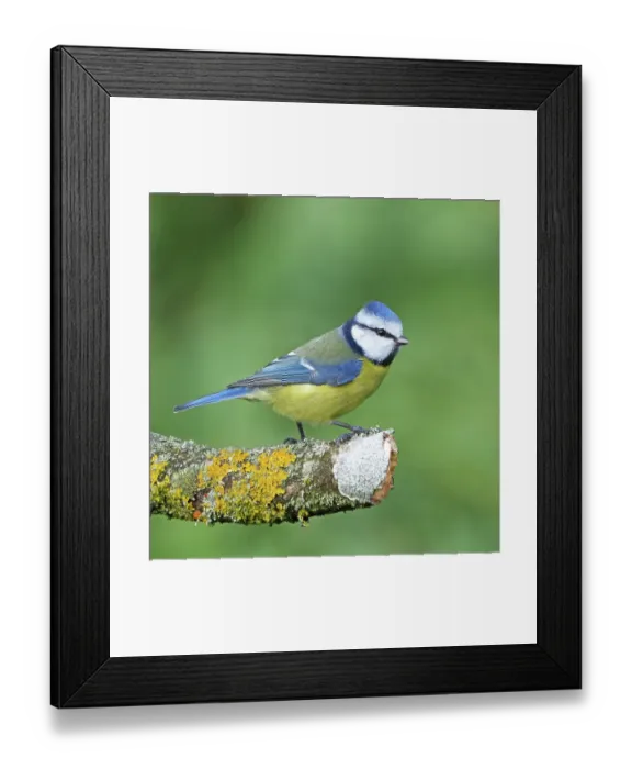 Framed Print : RF - Eurasian blue tit (Cyanistes caeruleus) perched on lichen-covered branch in winter, Denmark. January. (This image may be licensed either as rights managed or royalty free.) Framed Print : RF - Eurasian blue tit (Cyanistes caeruleus) perched on lichen-covered branch in winter, Denmark. January. (This image may be licensed either as rights managed or royalty free.)
