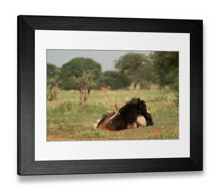 Framed Print : Masai ostrich (Struthio camelus massaicus) male, dust bathing, Tarangire National Park, Tanzania Framed Print : Masai ostrich (Struthio camelus massaicus) male, dust bathing, Tarangire National Park, Tanzania