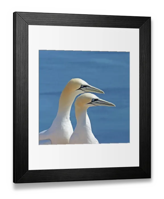 Framed Print : RF - Northern gannets (Morus bassanus) pair, head portrait, Germany. June. (This image may be licensed either as rights managed or royalty free.) Framed Print : RF - Northern gannets (Morus bassanus) pair, head portrait, Germany. June. (This image may be licensed either as rights managed or royalty free.)