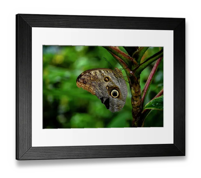 Framed Print : RF - Pale owl-butterfly (Caligo telamonius) resting on plant stem in a butterfly sanctuary, Guanacaste, Costa Rica