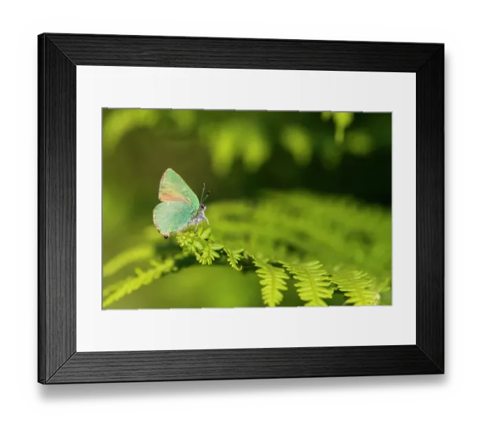 Framed Print : Green hairstreak butterfly (Callophrys rubi) resting on bracken. Marsland Valley Wildlife Trust Reserve, Devon, England, UK. May Framed Print : Green hairstreak butterfly (Callophrys rubi) resting on bracken. Marsland Valley Wildlife Trust Reserve, Devon, England, UK. May