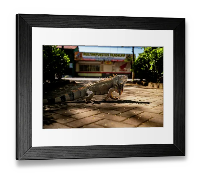 Framed Print : Green iguana (Iguana iguana) walking along the sidewalk in a small town near Liberia, Costa Rica Framed Print : Green iguana (Iguana iguana) walking along the sidewalk in a small town near Liberia, Costa Rica