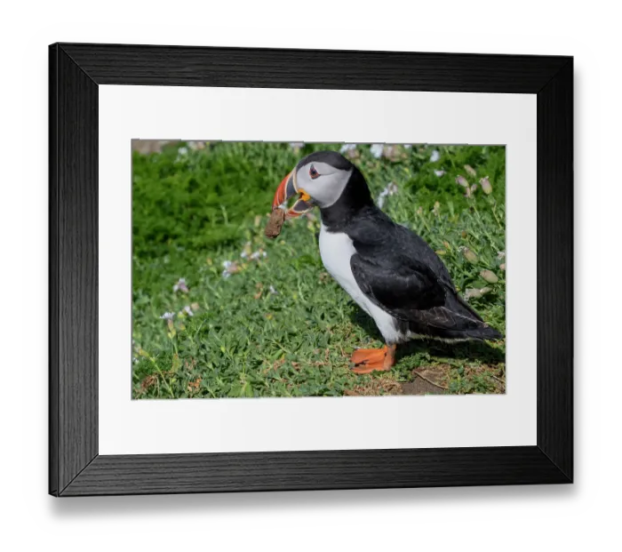 Framed Print : Puffin (Fratercula arctica) perched on cliff top carrying a stone in its beak, Great Saltee Island, County Wexford, Republic of Ireland. June Framed Print : Puffin (Fratercula arctica) perched on cliff top carrying a stone in its beak, Great Saltee Island, County Wexford, Republic of Ireland. June