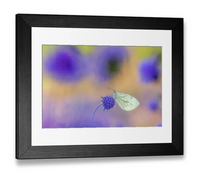 Framed Print : Green-veined white butterfly (Pieris napi) roosting among Field scabious flowers (Knautia arvensis), Volehouse Moor, Devon, England, UK. August Framed Print : Green-veined white butterfly (Pieris napi) roosting among Field scabious flowers (Knautia arvensis), Volehouse Moor, Devon, England, UK. August