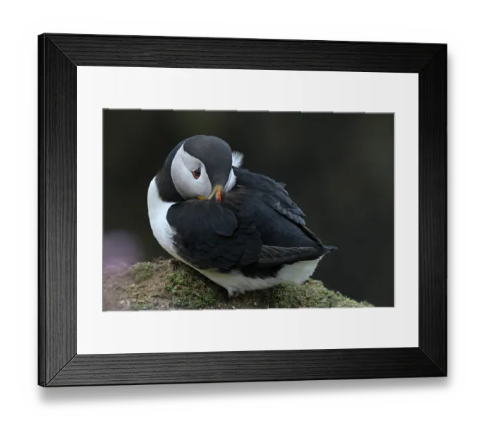 Framed Print : Puffin (Fratercula arctica) roosting on a rock, Great Saltee Island, County Wexford, Republic of Ireland. June Framed Print : Puffin (Fratercula arctica) roosting on a rock, Great Saltee Island, County Wexford, Republic of Ireland. June