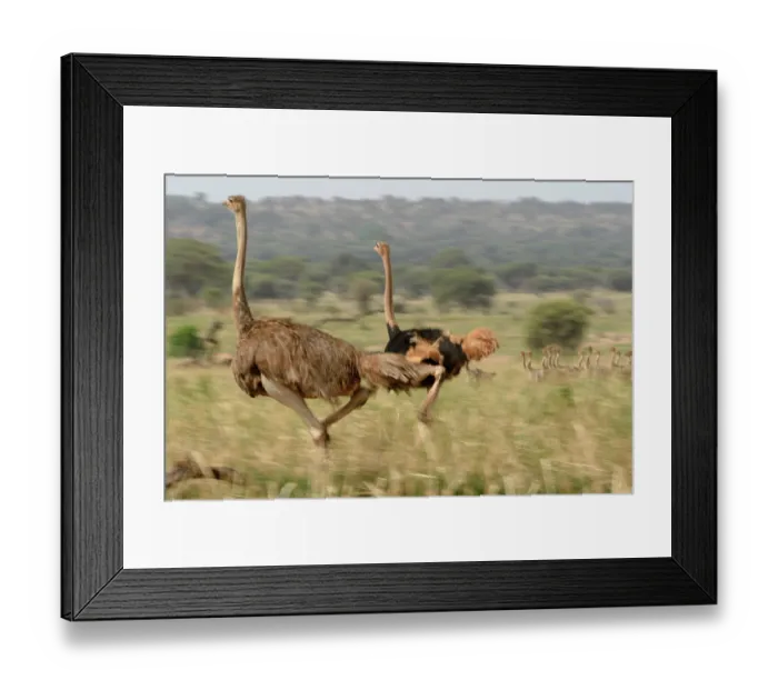 Framed Print : RF - Masai ostriches (Struthio camelus massaicus) pair with chicks running through grassland, Tarangire National Park, Tanzania Framed Print : RF - Masai ostriches (Struthio camelus massaicus) pair with chicks running through grassland, Tarangire National Park, Tanzania