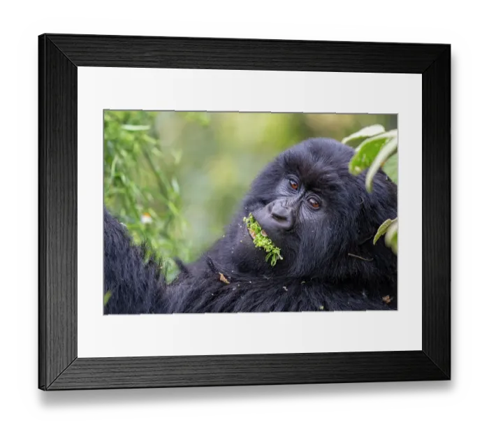 Framed Print : Mountain gorilla (Gorilla beringei beringei) feeding on a mouthful of leaves, Mgahinga Gorilla National Park, Uganda. Endangered Framed Print : Mountain gorilla (Gorilla beringei beringei) feeding on a mouthful of leaves, Mgahinga Gorilla National Park, Uganda. Endangered