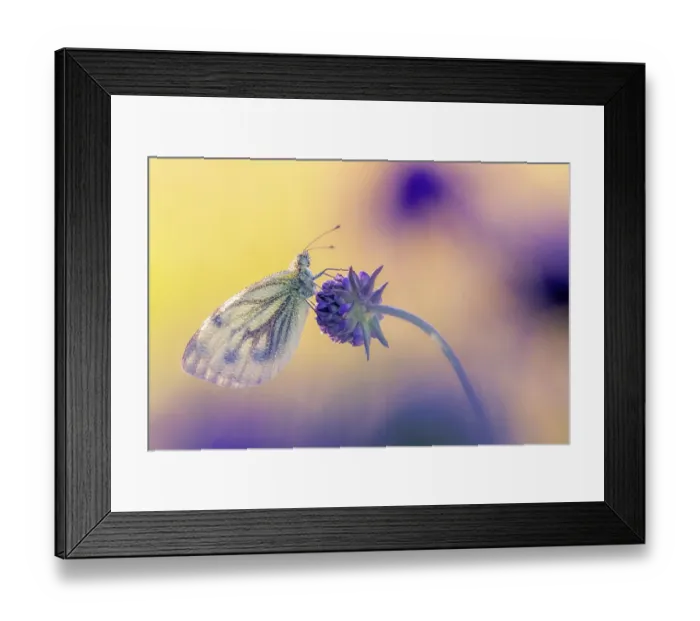 Framed Print : RF - Green-veined white butterfly (Pieris napi) roosting among Field scabious flowers (Knautia arvensis), Volehouse Moor, Devon, England, UK. August Framed Print : RF - Green-veined white butterfly (Pieris napi) roosting among Field scabious flowers (Knautia arvensis), Volehouse Moor, Devon, England, UK. August