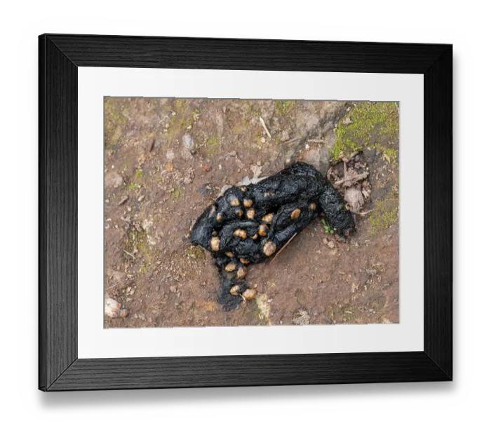Framed Print : European badger (Meles meles) faeces, Podere Montecucco, Orvieto, Umbria, Italy. February Framed Print : European badger (Meles meles) faeces, Podere Montecucco, Orvieto, Umbria, Italy. February
