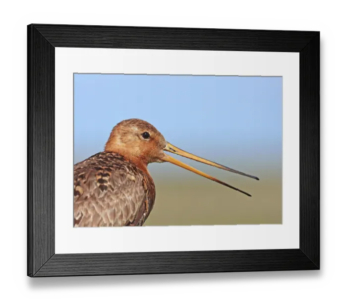 Framed Print : Black-tailed godwit (Limosa limosa) calling, head portrait, Denmark. June Framed Print : Black-tailed godwit (Limosa limosa) calling, head portrait, Denmark. June