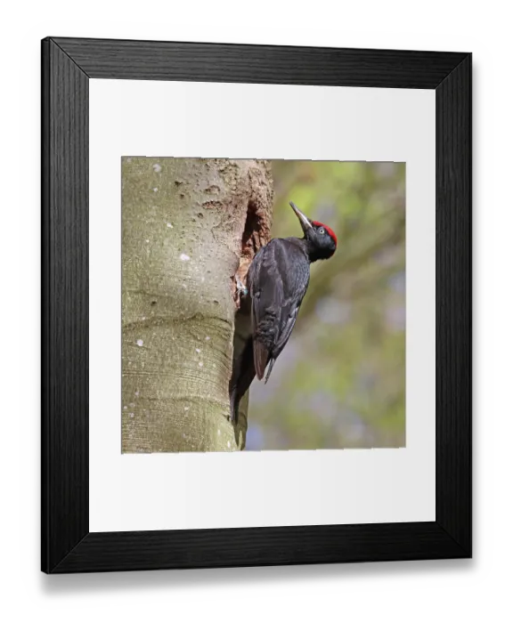Framed Print : Black woodpecker (Dryocopus martius) male, perched at entrance to nest hole in tree trunk, Denmark. April Framed Print : Black woodpecker (Dryocopus martius) male, perched at entrance to nest hole in tree trunk, Denmark. April