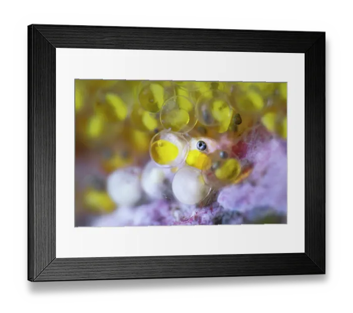 Framed Print : Elongated sculpin (Alcichthys elongatus) eggs, close-up view taken at x4 life-size magnification of developing eggs, with eye of a well-developed embryo visible, Hokkaido, Japan Framed Print : Elongated sculpin (Alcichthys elongatus) eggs, close-up view taken at x4 life-size magnification of developing eggs, with eye of a well-developed embryo visible, Hokkaido, Japan